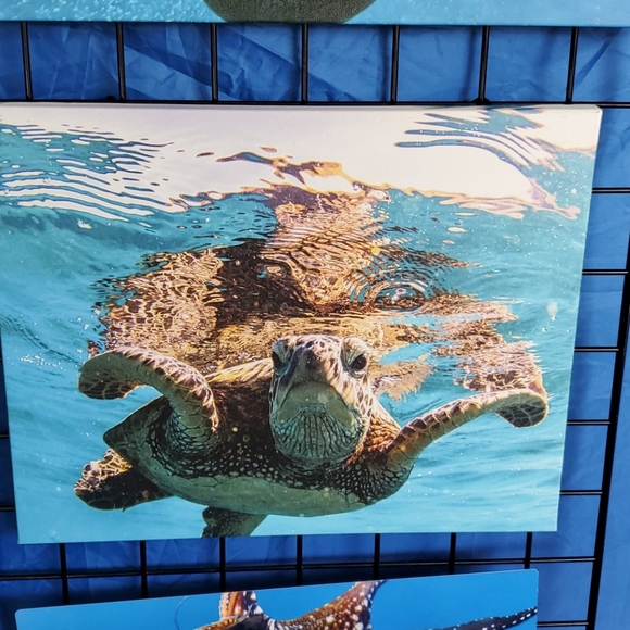 Baby honu 